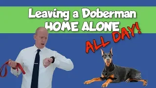 Owning a Doberman and Working Full Time