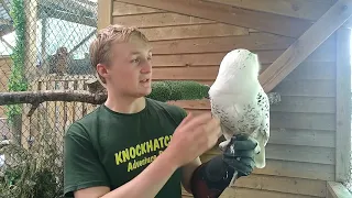 Meet the Snowy Owl at Knockhatch Adventure Park
