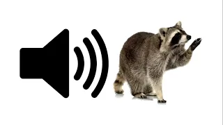 Racoon - Sound Effect | ProSounds