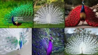 world most Beautiful and Rear peacock mutations