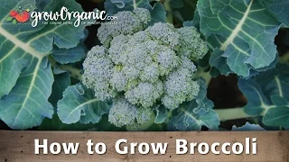 How to Grow Organic Broccoli