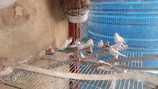 finches breeding colony breeding progress 😃🐦🐦🌻