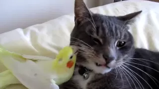 Bird preening cats whiskers