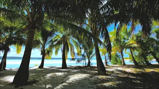 Красивое Море и Пальмы! Пение птиц. Beautiful palm trees! 4 HOURS of relaxing