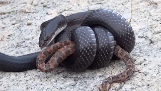 MUÇURANA SNAKE HUNTING JARARACA