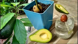 Как вырастить АВОКАДО 🌱 из косточки