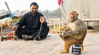 Street CIRCUSES in PAKISTAN.