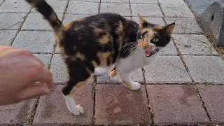 Cute pregnant calico cat living on the street.