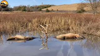 Bull Elk Fight to Death | Latest Wild