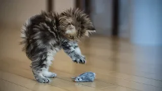 Funny Kittens 🐱😺 Funny Playful Kittens (Full) [Funny Pets]