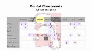 English Consonants - Place of Articulation