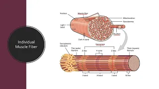 Exercise Physiology Crash Course - How muscle works