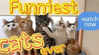 Funniest cats ever 💗 OMG cute cats
