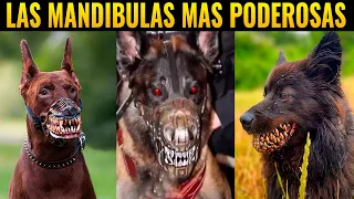 ☠️ RAZAS de Perros Con la Mandíbula Más PODEROSA del Mundo💀