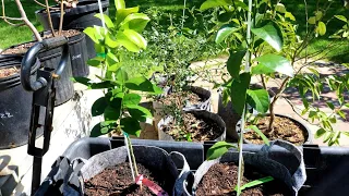 5 Tips for Growing Citrus Trees in Containers