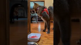 Fox eats watermelon. Funny adorable foxes. Funny pets.   #foxplay  #funnyanimals #funnypets #shorts
