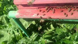 Пчёлы несут мёд .   🐝  Пчеловодство в Ленинградской области 🐝