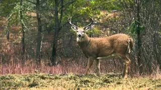 Nicole Reeve’s Saskatchewan Whitetail