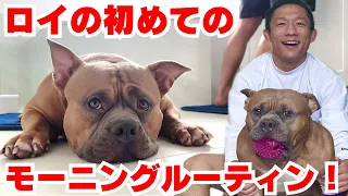 愛犬ロイの初めてのモーニングルーティンを撮りました！【アメリカンブリー】