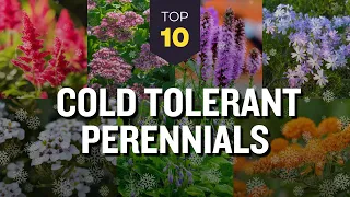 TOP 10 Hardy Cold Tolerant Perennials ❄️🌼 Winter Flowers to Thrive 🌺