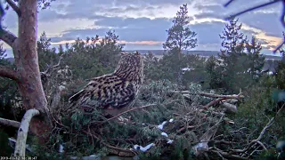 kassikakk 2019-03-12 18:36