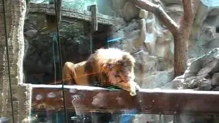 Lions at the MGM Grand, Las Vegas, Nevada