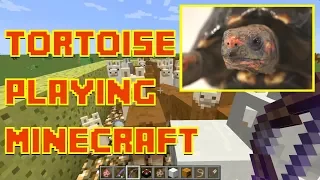 Tortoise Playing Minecraft 1 hour - by Parry Gripp