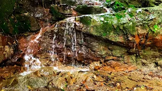 Best Babbling Brook in The Mountains, Forest Sounds, Nature Sounds, ASMR