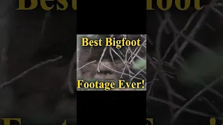 Best Bigfoot Footage Ever #bigfoot #bigfootvideo #paranormal #Sasquatch
