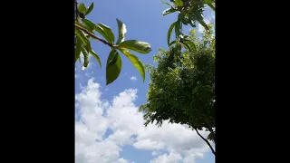 세계적인 아름다운 폴 모리아 악단 연주곡💕