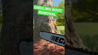 Girdling Root Removal