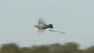 Bird explodes in flight!