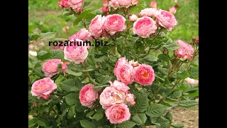 Обрезка парковой розы Мадам де Сталь, питомник роз полины козловой rozarium.biz, Pruning a Park rose