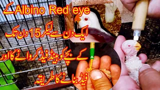 Love Birds Chicks Hand Feeding Tips / How To Hand Feed Bird Parrot Chicks |Albino Red Eye baby|
