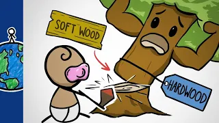 Why Hardwoods Are The Softest Woods