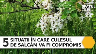 5 SITUATII ÎN CARE CULESUL DE SALCÂM VA FI COMPROMIS