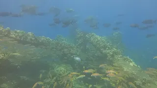 Diving Maui