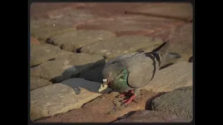 Genesis - Pigeons (Video)