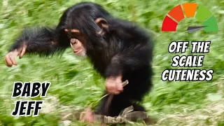 Baby Chimpanzee Jeff | Is He Just Too Cute ?