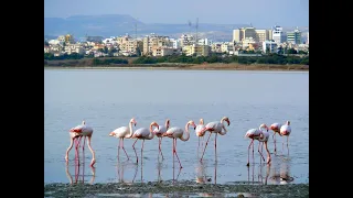 Кипр - Январь - Фламинго - Трущобы