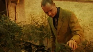 Vor 20 Jahren: Die Cannabis-Offensive | SPIEGEL TV