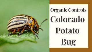 Colorado Potato Beetles and How To Control Them