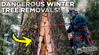 Winter Warriors! Battling Washingtons Weather For BIG Trees!