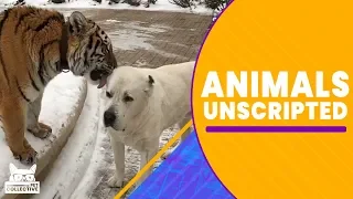 Animals Unscripted | The Pet Collective