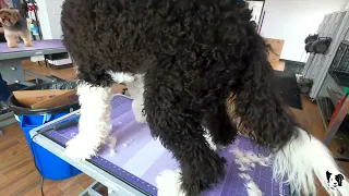 Sheepadoodle Shave DOWN