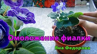 ФИАЛКА. Стебель стал длинным ! ОМОЛОЖЕНИЕ МИЛАШКИ. Пора привести в порядок 🌱