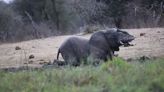 Kruger National Park Wildlife Sightings Today - Elephant Rolling In Mud