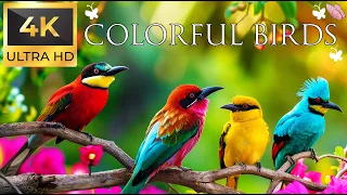 Birds 4K VIDEO UHD - Beautiful Birds Sound - Relaxing Music | Relaxing Safari