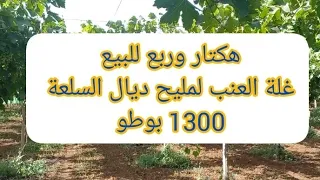 💥 هكتار وربع غلة العنب لمليح ديال السلعة 1300 بوطو ضواحي مكناس نوع موسكا إيطالي 0693059205( تباعت