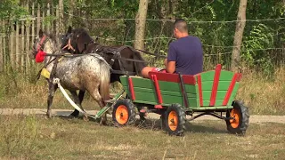 Poneii lui Dragos de la Rascruci, Cluj 31 August 2018